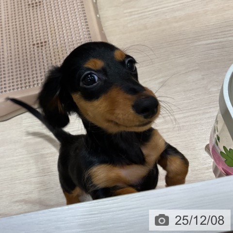 大阪府のミニチュアダックスフンド(ロング) (ペットプラス 堺鉄砲町店/2025年9月1日生まれ/女の子/ブラックタン)の子犬の3枚目の画像