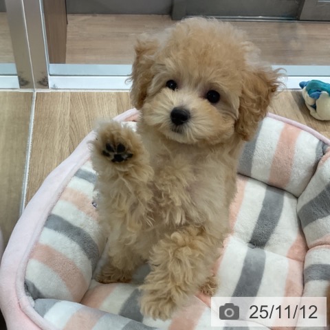 トイ・プードルの写真