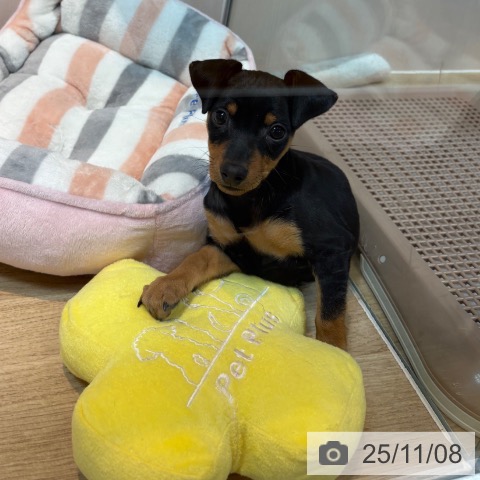 ミニチュア・ピンシャーの写真