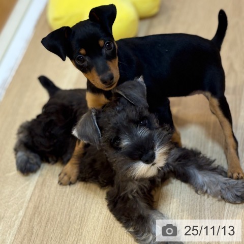 ミニチュア・ピンシャーの写真