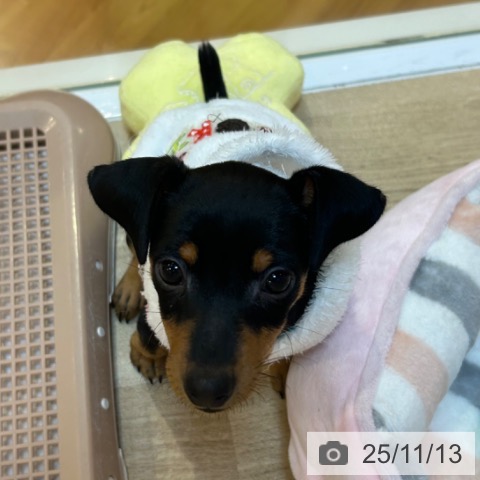 ミニチュア・ピンシャーの写真