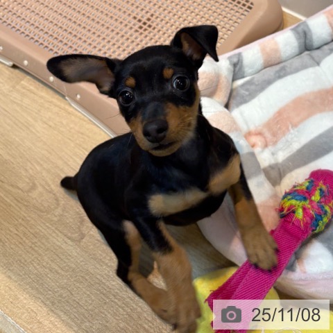 ミニチュア・ピンシャーの写真