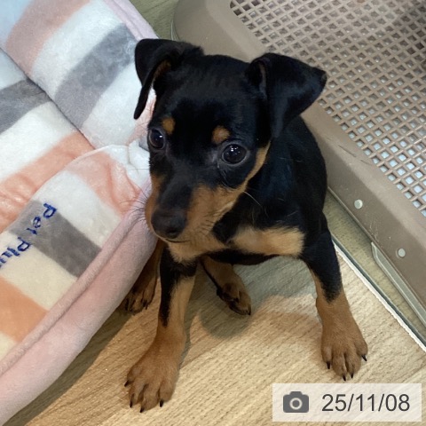 ミニチュア・ピンシャーの写真