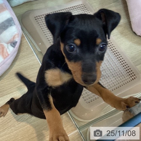 ミニチュア・ピンシャーの写真