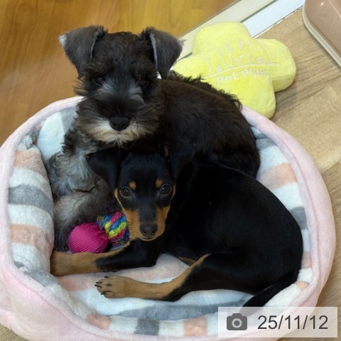 ミニチュア・ピンシャーの写真