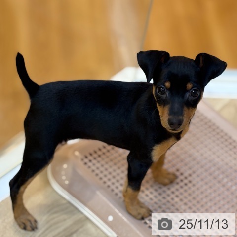 ミニチュア・ピンシャーの写真