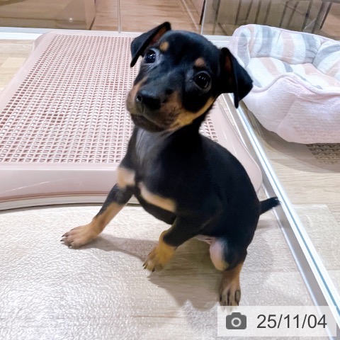 ミニチュア・ピンシャーの写真