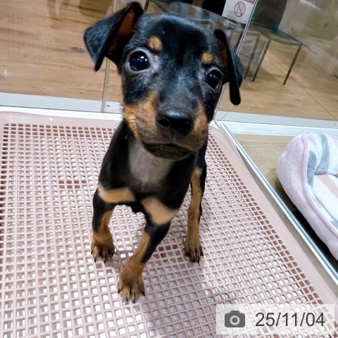 ミニチュア・ピンシャーの写真