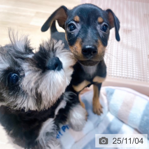 ミニチュア・ピンシャーの写真