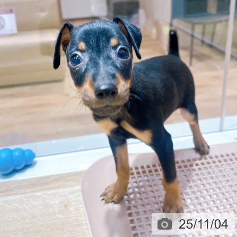 ミニチュア・ピンシャーの写真