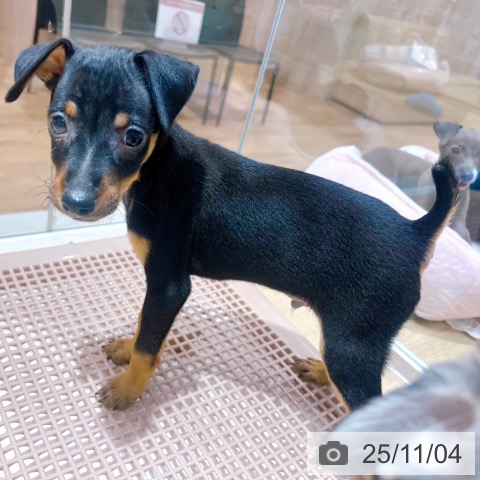 ミニチュア・ピンシャーの写真