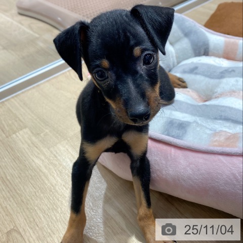 ミニチュア・ピンシャーの写真