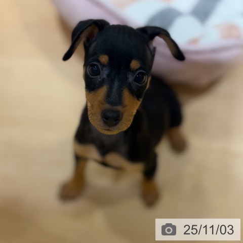 ミニチュア・ピンシャーの写真