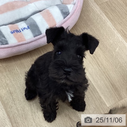 ミニチュア・シュナウザーの写真