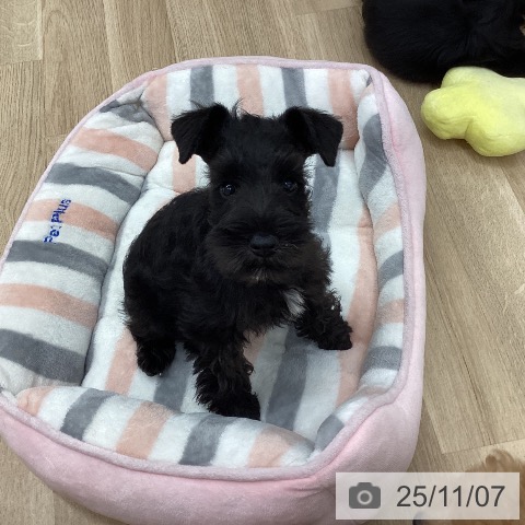 ミニチュア・シュナウザーの写真