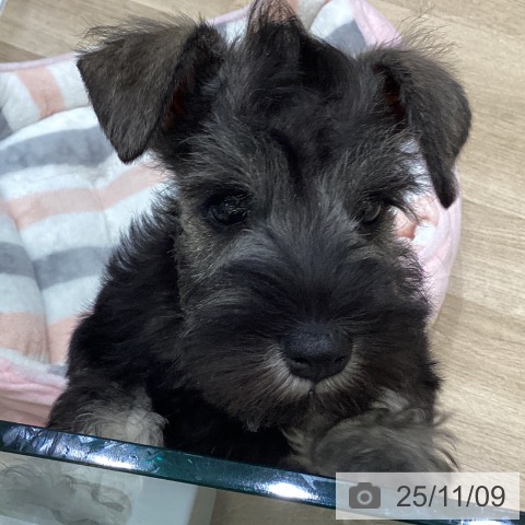 ミニチュア・シュナウザーの写真