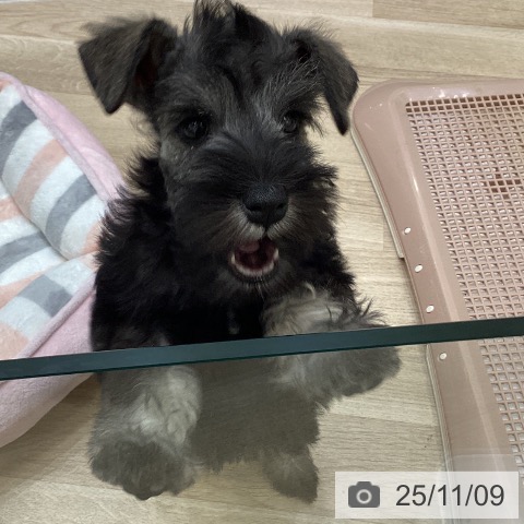 ミニチュア・シュナウザーの写真