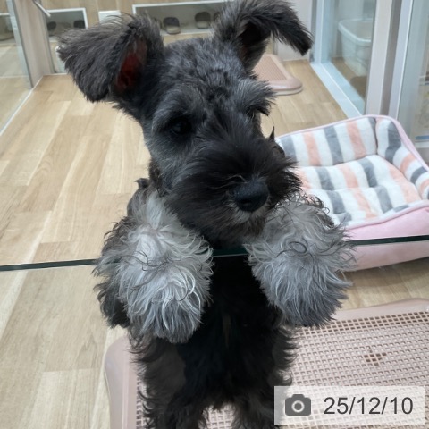 大阪府のミニチュアシュナウザー (ペットプラス 堺北花田店/2025年9月1日生まれ/女の子/ソルトペッパー)の子犬の4枚目の画像