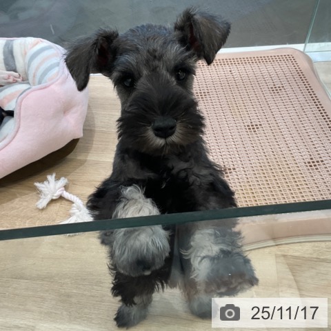 大阪府のミニチュアシュナウザー (ペットプラス 堺北花田店/2025年9月1日生まれ/女の子/ソルトペッパー)の子犬の3枚目の画像