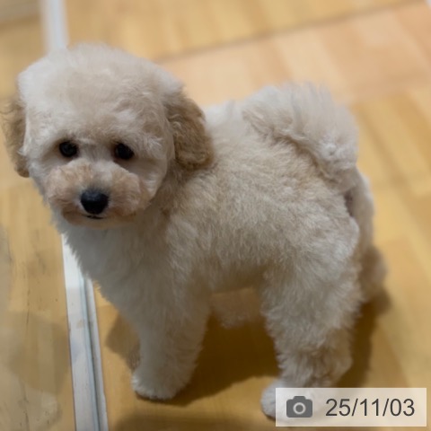 トイ・プードルの写真