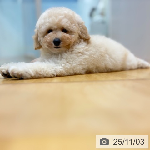 トイ・プードルの写真