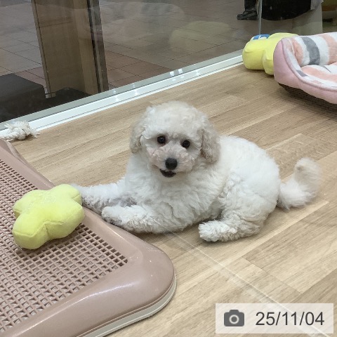 トイ・プードルの写真