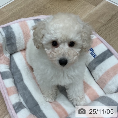 トイ・プードルの写真