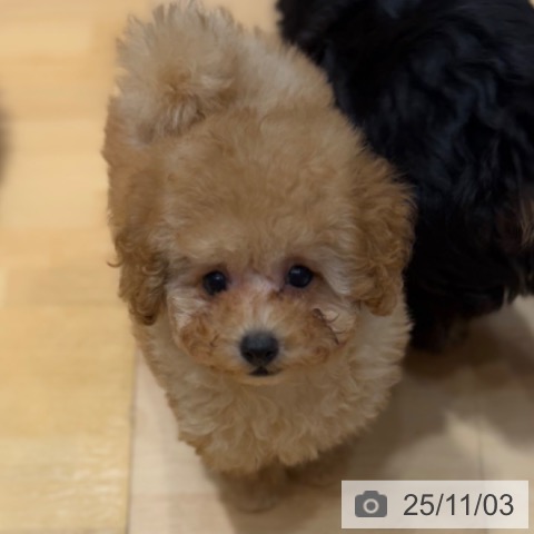 トイ・プードルの写真