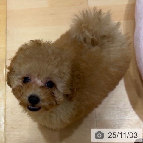 トイ・プードルの写真