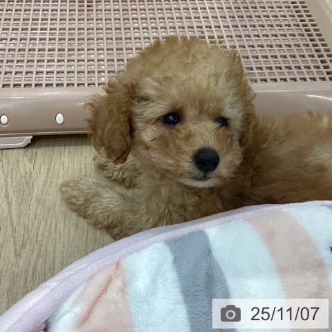 トイ・プードルの写真