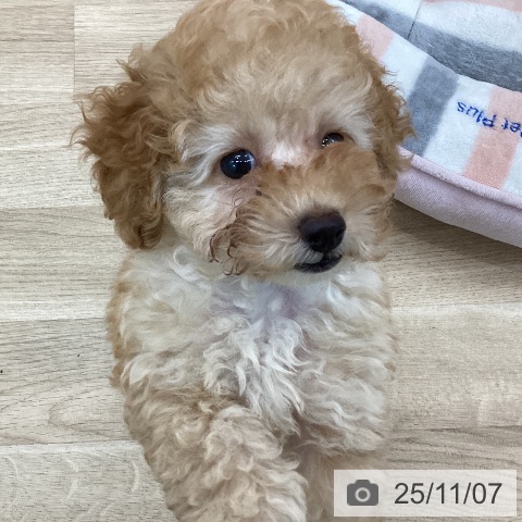 トイ・プードルの写真