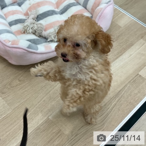 トイ・プードルの写真