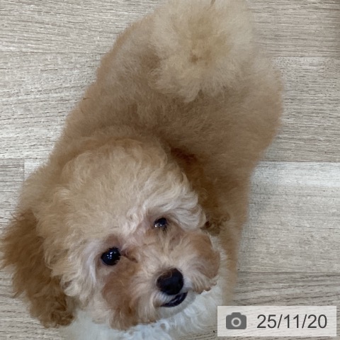 愛知県のトイプードル(トイ) (ペットプラス みなと店/2025年9月3日生まれ/女の子/オレンジフォーン)の子犬の3枚目の画像