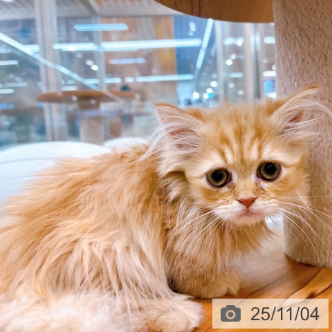 ミヌエットの写真