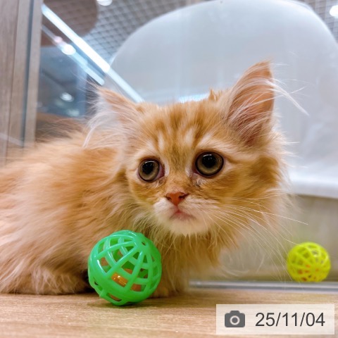 ミヌエットの写真