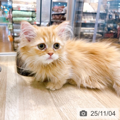 ミヌエットの写真