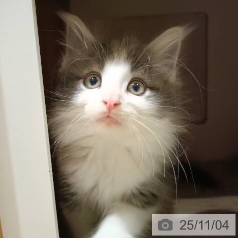 ノルウェージャンフォレストキャットの写真