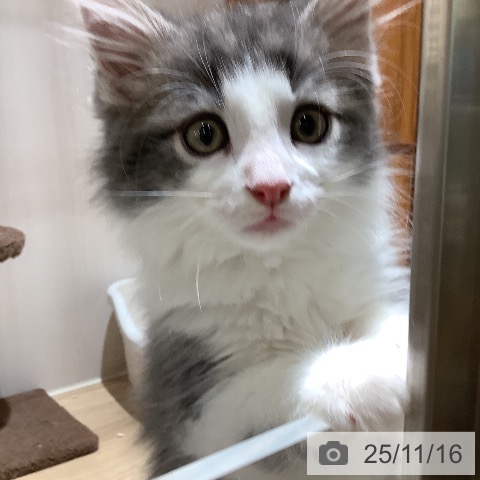 ノルウェージャンフォレストキャットの写真