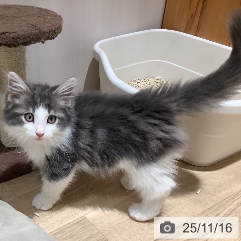 ノルウェージャンフォレストキャットの写真