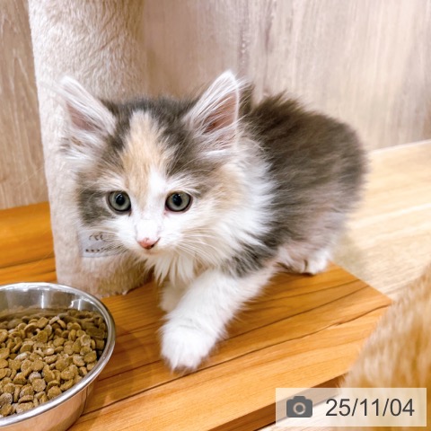 ノルウェージャンフォレストキャットの写真