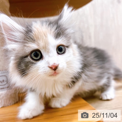 ノルウェージャンフォレストキャットの写真