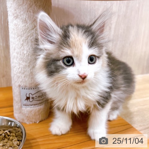 ノルウェージャンフォレストキャットの写真