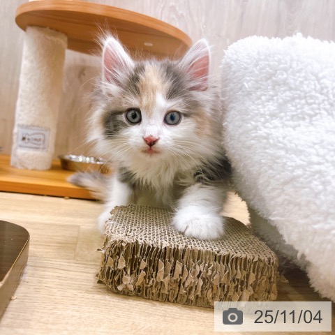 ノルウェージャンフォレストキャットの写真