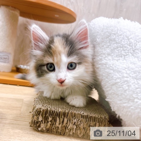 ノルウェージャンフォレストキャットの写真