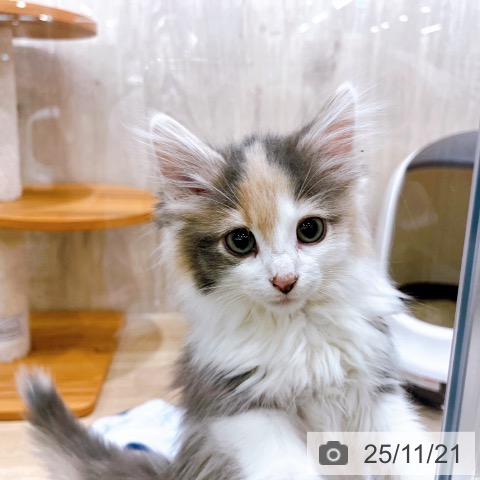 兵庫県のノルウェージャンフォレストキャット (ペットプラス 明石店/2025年9月1日生まれ/女の子/ダイリュートキャリコ)の子猫の3枚目の画像