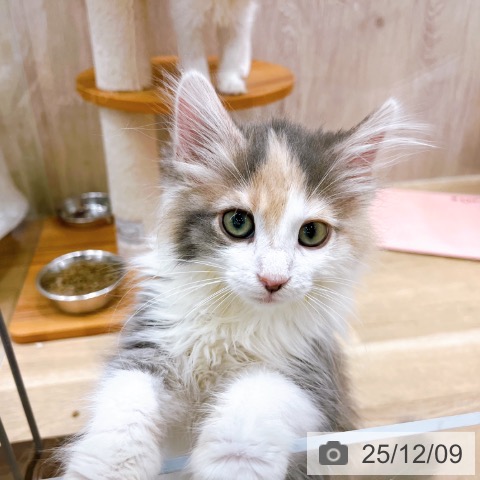 大阪府のノルウェージャンフォレストキャット (ペットプラス イオン大日店/2025年9月1日生まれ/女の子/ダイリュートキャリコ)の子猫の4枚目の画像