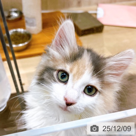 大阪府のノルウェージャンフォレストキャット (ペットプラス イオン大日店/2025年9月1日生まれ/女の子/ダイリュートキャリコ)の子猫の3枚目の画像