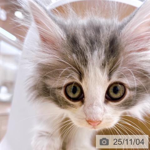 ノルウェージャンフォレストキャットの写真