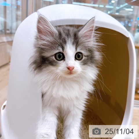 ノルウェージャンフォレストキャットの写真