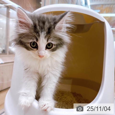 ノルウェージャンフォレストキャットの写真